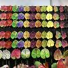 Real Touch Anthurium