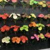 Real Touch Anthurium